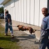 Croatian Pig Roast